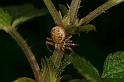 Xysticus_cristatus_D4994_Z_88_Les Gris_Frankrijk